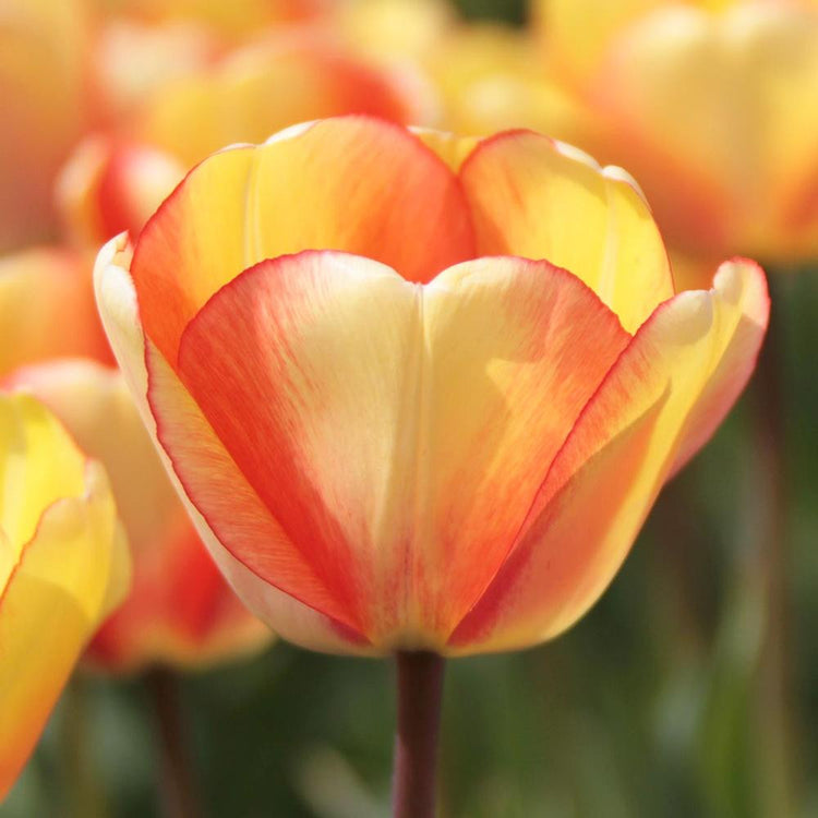Single Darwin hybrid tulip blossom showing mature flower with yellow petals and prominent red markings.