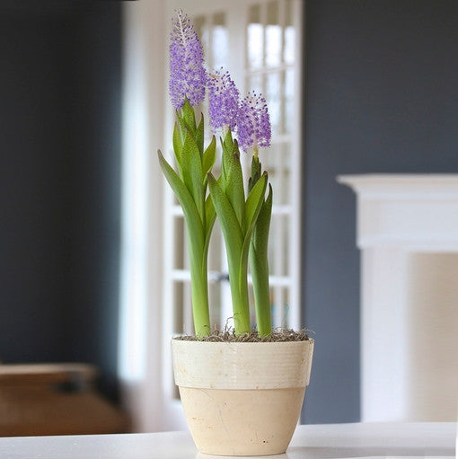 Three scilla maderiensis bulbs in a ceramic pot, forced into bloom for indoor enjoyment.