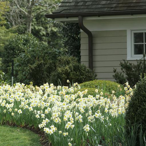 A mass planting of the heirloom daffodil Ice Follies, showing hundreds of white and yellow flowers in a garden bed in front of a house.