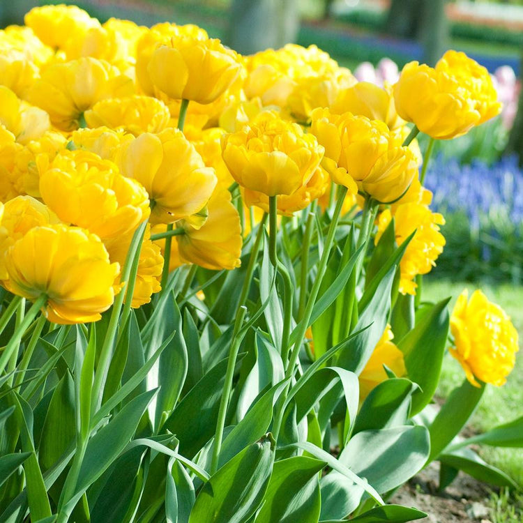 A large planting of late blooming Yellow Pomponette double tulips in a sunny garden showing foliage, stems and flowers.