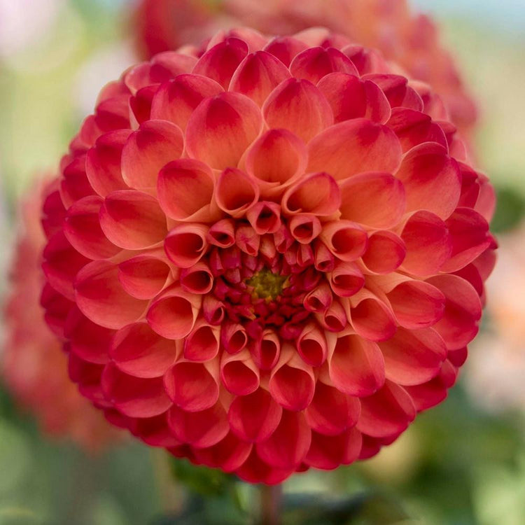 A single blossom of ball dahlia Mirella, showing how the petals display hues of burnt orange, brick red and melon.