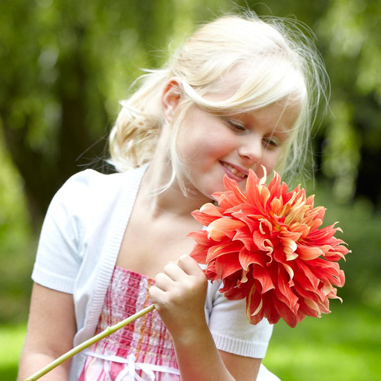 A young girl holding one stem of the frilly, red and cream dinnerplate dahlia Nick Sr.
