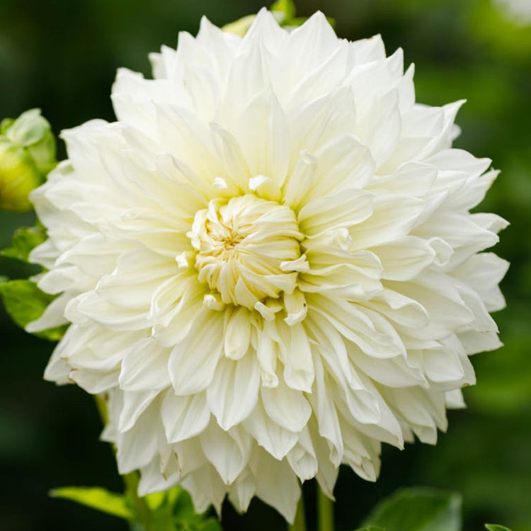 Dinnerplate dahlia Fleurel, showing this flower's large size and pure white color.