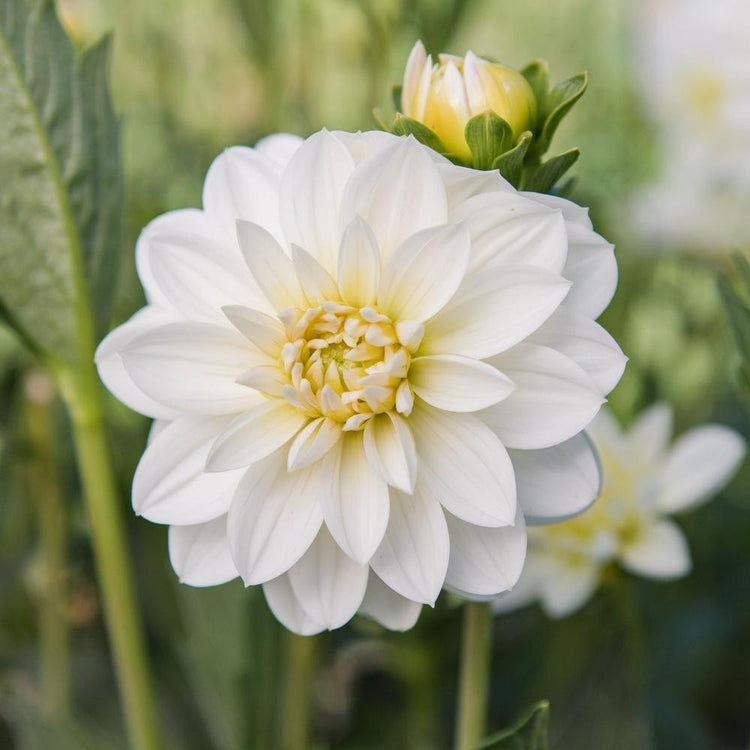 A single flower of pure white dahlia White Onesta in a garden, showing the blossom's pale yellow center