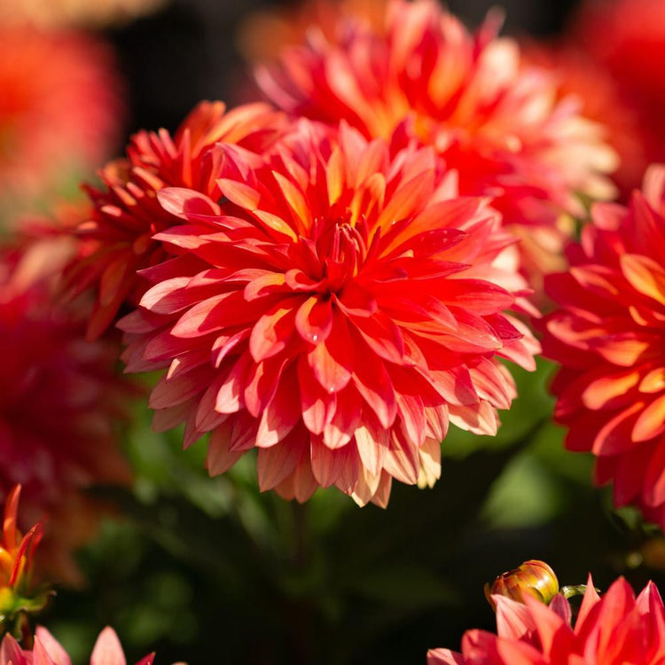 Decorative border dahlia Melody Swing in bright sun, showing mature flowers with petals in various shades of orange and peach.