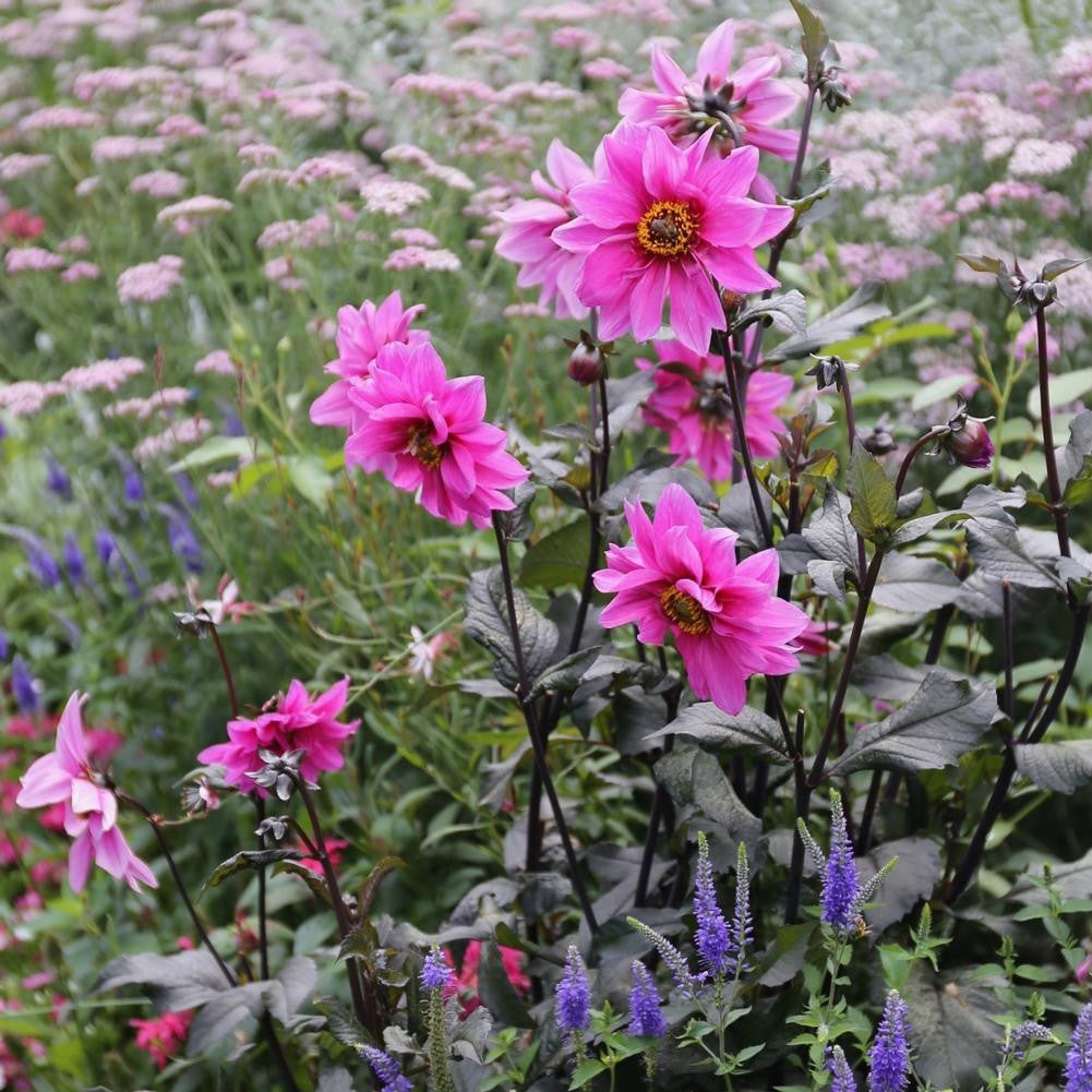 Dahlia Peony-Flowered Fascination - 2 tuber clumps