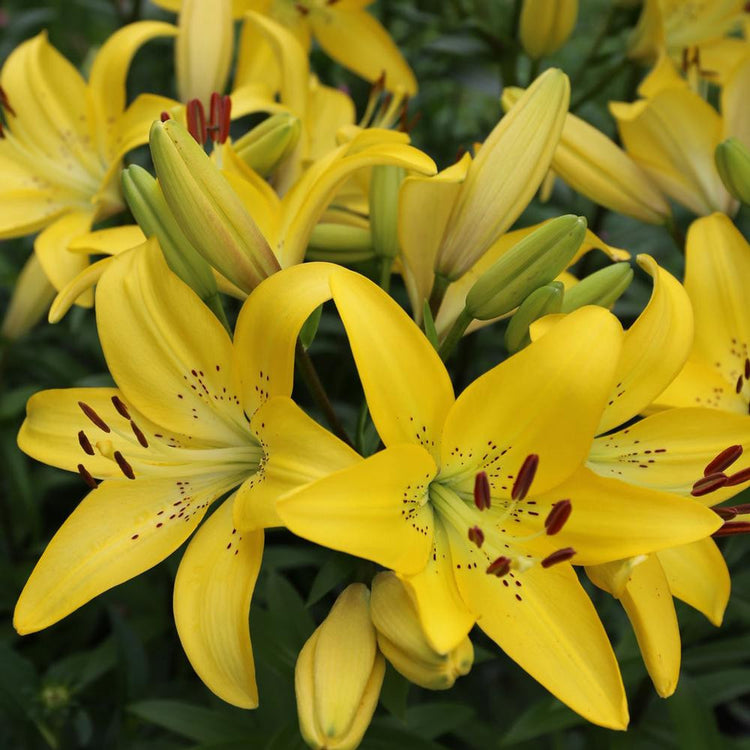 Asiatic lily Yellow Diamond, showing a large planting with multiple buds and lemon-yellow flowers.