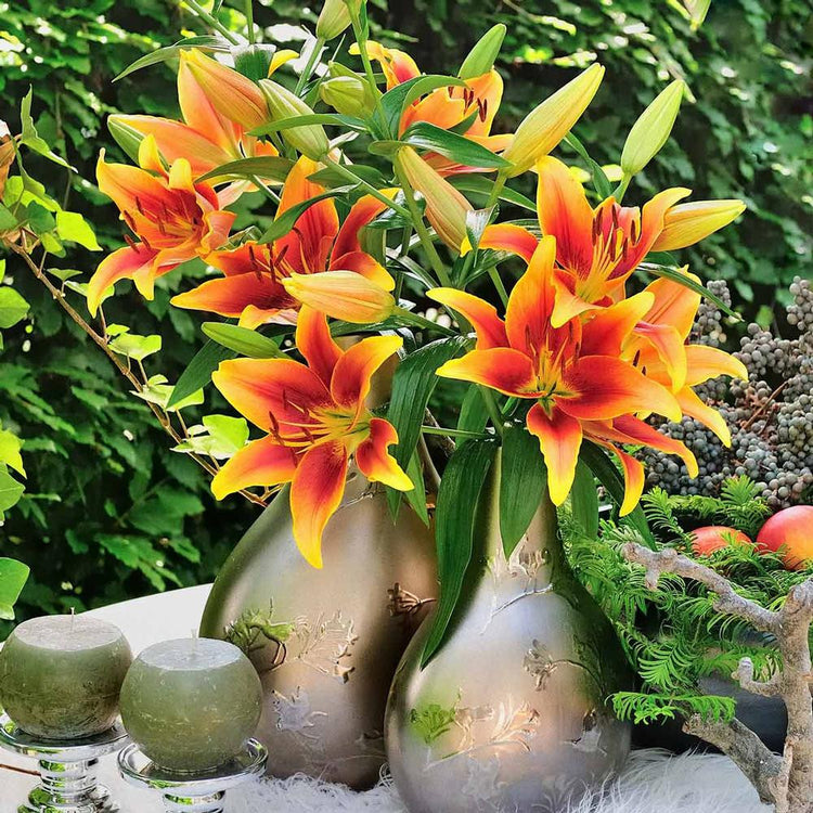 Two vases filled with stems of the vibrant yellow, orange and red Oriental-Asiatic lily Kaveri.