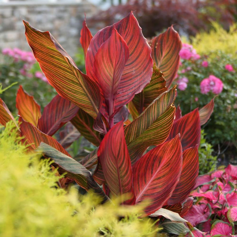 Canna Tall Tropicanna - 3 rhizomes - Longfield Gardens