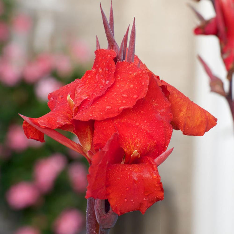 The brilliant red-orange flowers of canna Tropicanna Black.