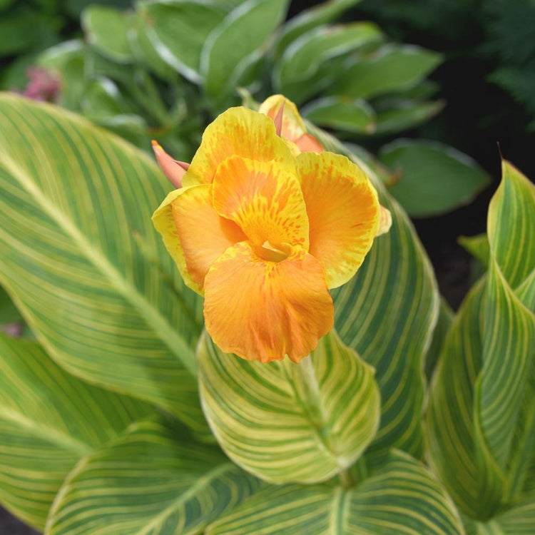 The yellow and lime green striped foliage, and orange and yellow flowers of canna Tropicanna Gold.