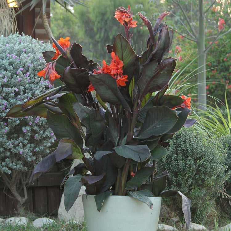 A large planter filled with the maroon-black foliage and bright orange flowers of dwarf Canna Orange Chocolate.