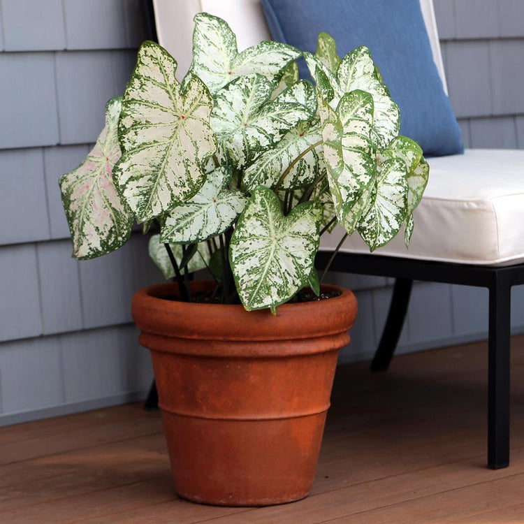 Caladium White Christmas growing in a planter on a deck or patio.