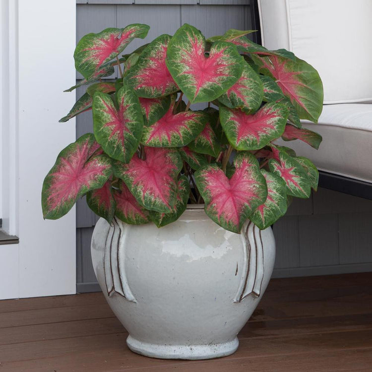 A large white ceramic container filled with the shade tolerant, hot pink caladium Rosebud.