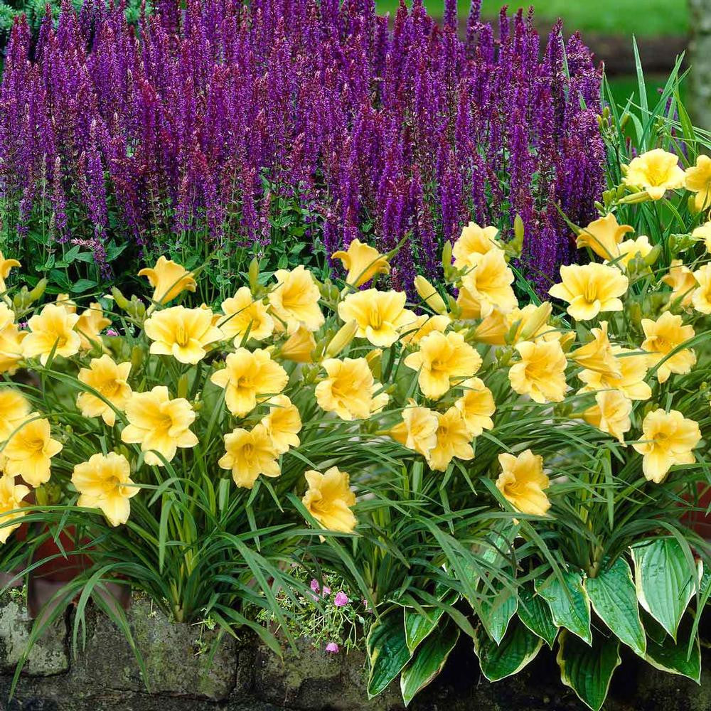 Hemerocallis Rebloomer Stella de Oro - 3 bare roots - Longfield