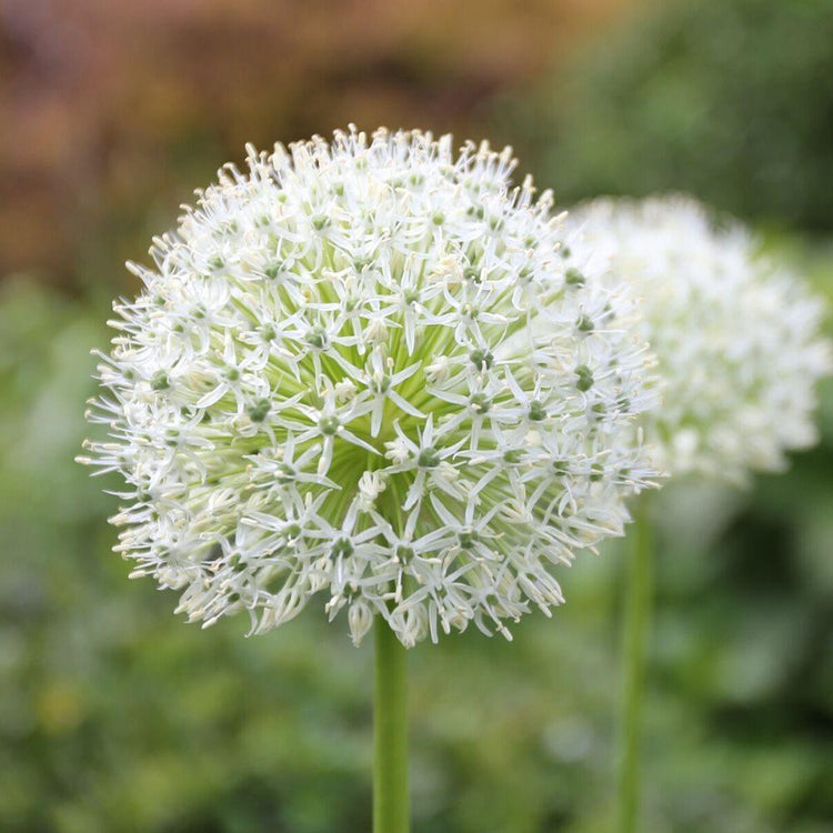 Two white flowers of Allium stipitatum Mt. Everest in a late spring garden.