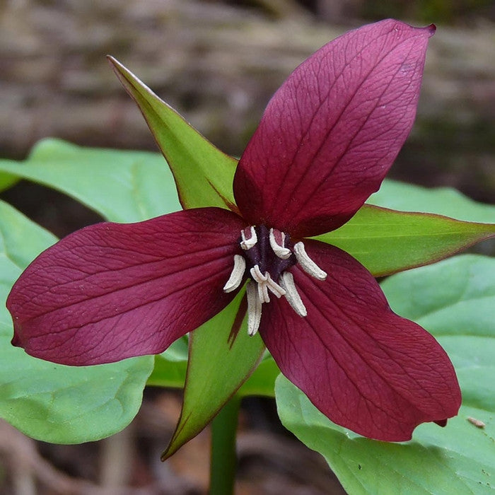 Trillium Erectum Red