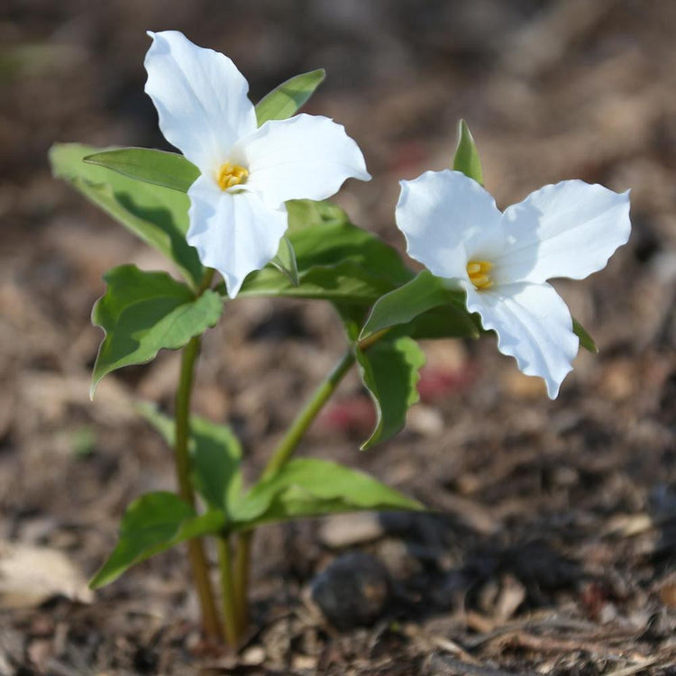 Trillium Grandiflorum White
