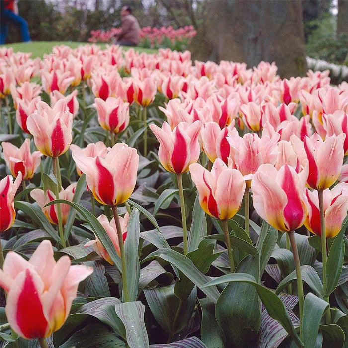 A mass planting of Mary Ann, an early-blooming Gregii tulip, showing this variety's distinctive, red and white flowers.