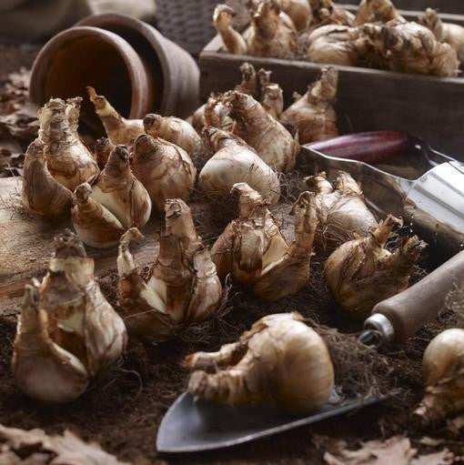 A dozen or more daffodil bulbs on a wood potting bench, ready for fall planting.