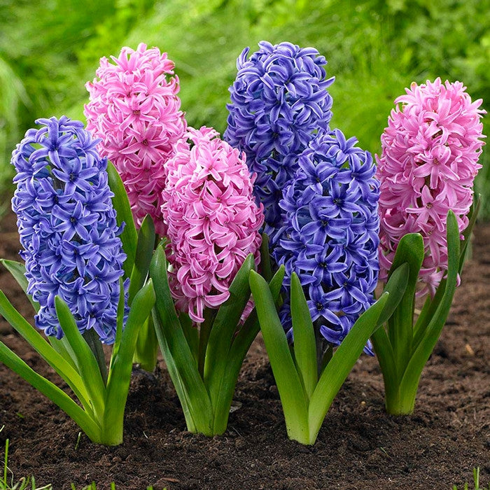 Hyacinth Orientalis Pink Pearl & Blue Jacket - 20 bulbs