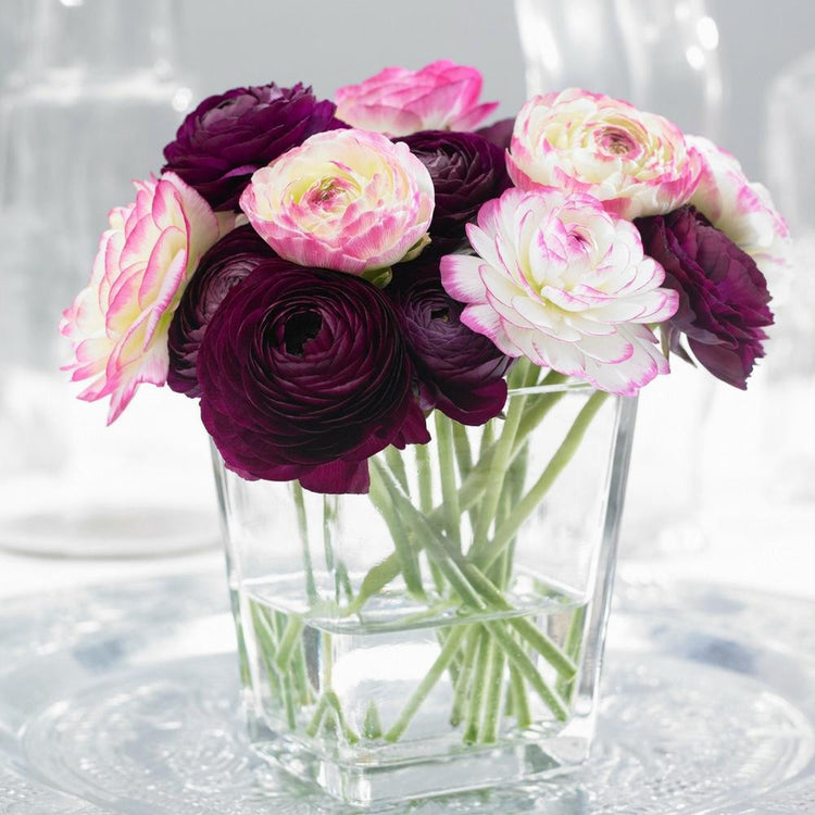 A bouquet of burgundy and pink ranunculus in a clear glass vase, featuring the varieties Tomer Picotee and Tomer Purple.