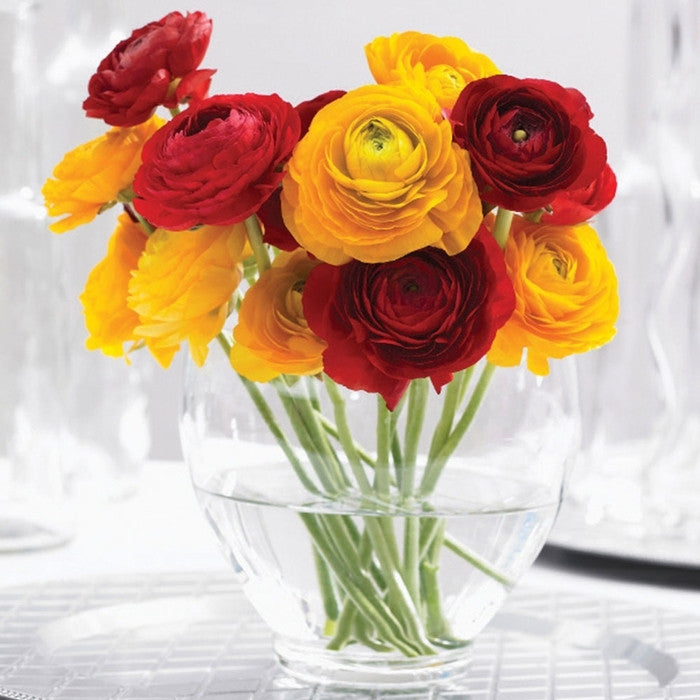 Ranunculus Tomer Red & Yellow (Spring)