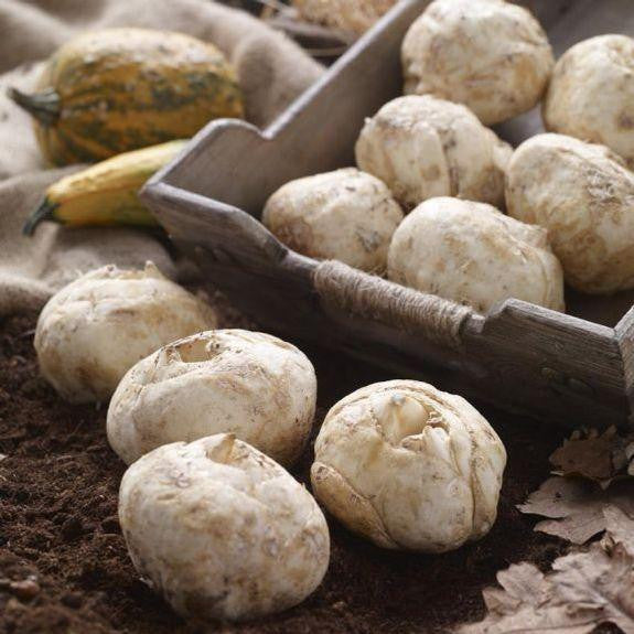 Fritillaria imperialis bulbs on a potting bench table, showing the large white bulbs, ready for fall planting.
