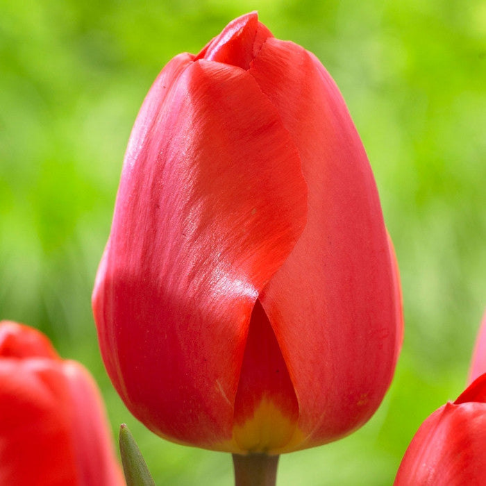 Close up of a single red tulip, featuring the Darwin Hybrid variety Red Impression.