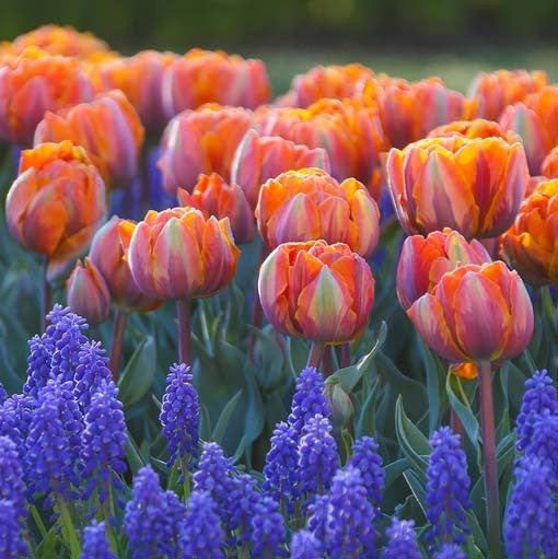 Tulip Orange Princess & Muscari Armeniacum