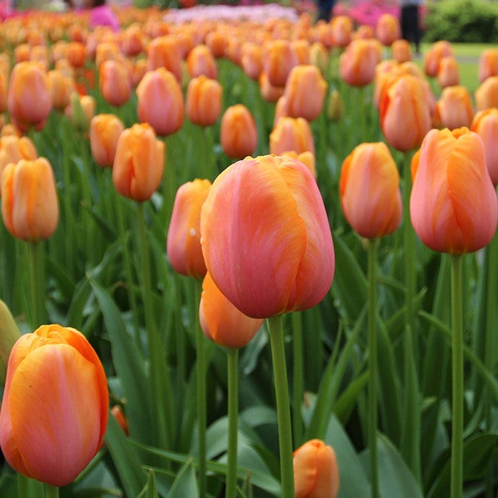 The large, apricot-orange single late tulip Dordogne, blooming in abundance in a spring garden.