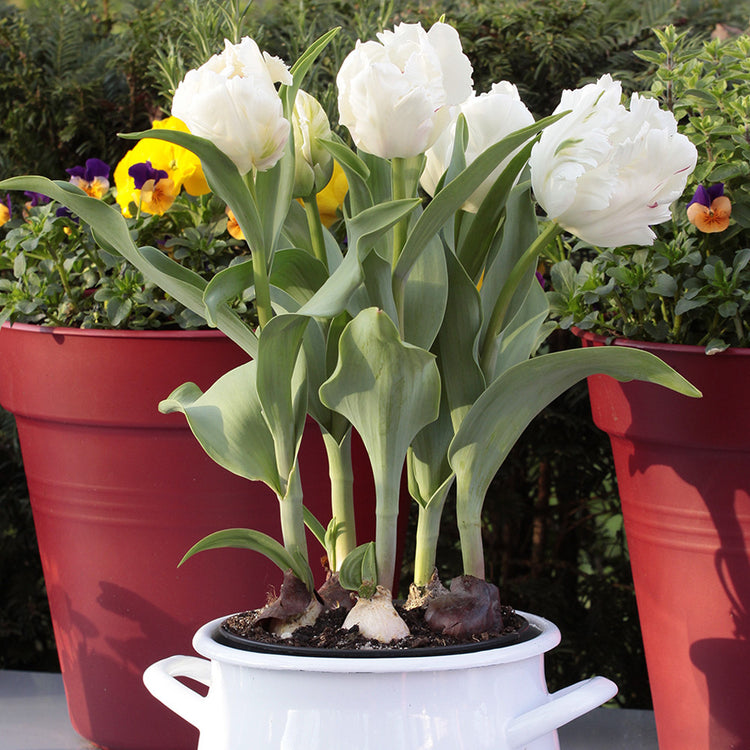 A container planting with six White Parrot tulips in full bloom.