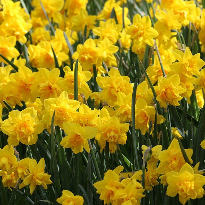 A mass planting of daffodil Double Smiles, showing the double flowers with golden yellow petals and orange ruffles.