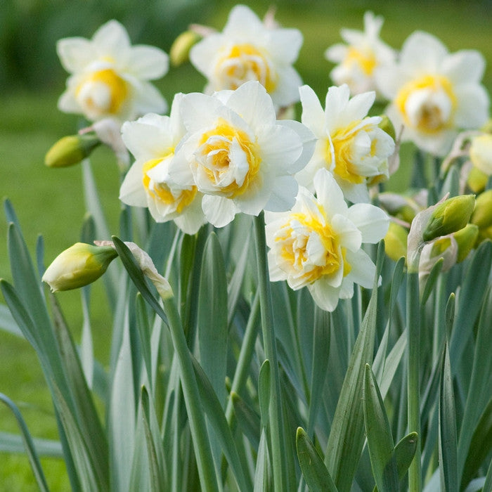 Double daffodil Lingerie in a spring flower garden, showing multiple blossoms with layers of white and yellow petals.