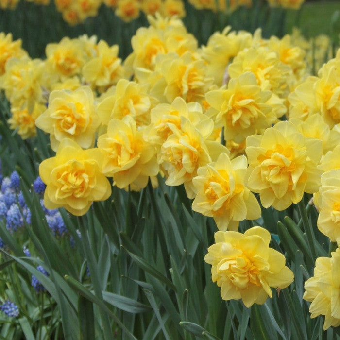 An abundant planting of double daffodil Sherborne, showing the lemon yellow petals layered with shorter and frillier deeper yellow petals.