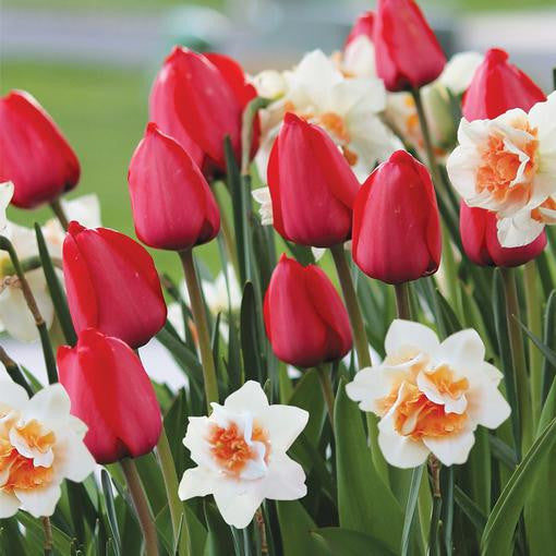 Tulip Darwin Hybrid Comeback