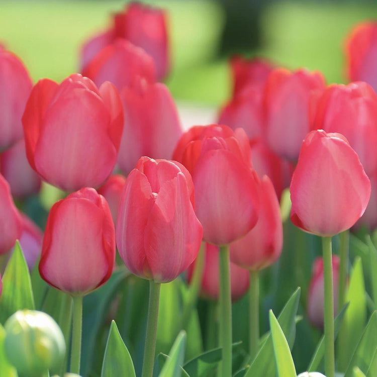 Picture of mutliple Tulip Van Eijk