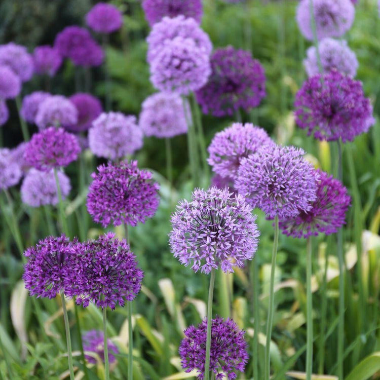 Allium Purple Sensation in a late spring garden, showing how the globe-like flowers vary in color between lavender and deep purple.