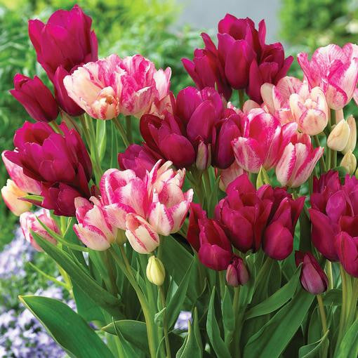 Tulip Single Late Flaming Club