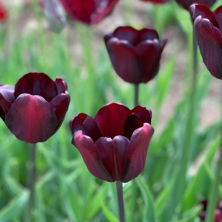 Three very dark, burgundy and maroon tulips in a spring garden featuring the Triumph tulip Continental.