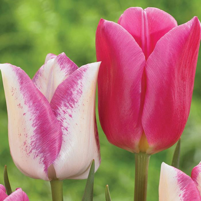Tulip Triumph Involve