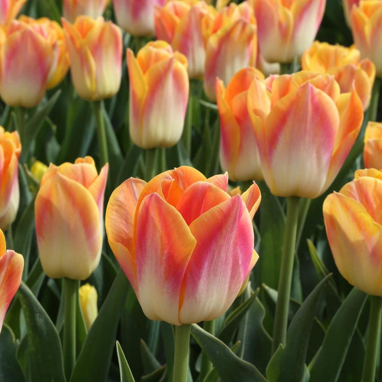 A large planting of Salmon Dynasty Triumph tulips on a sunny morning, showing the variety's multi-colored flowers that combine cream, peach, rose and gold.