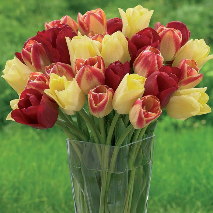 A large bouquet of Triumph tulips showing how effectively the golden flowers of Yellow King can be combined with both light and dark red.