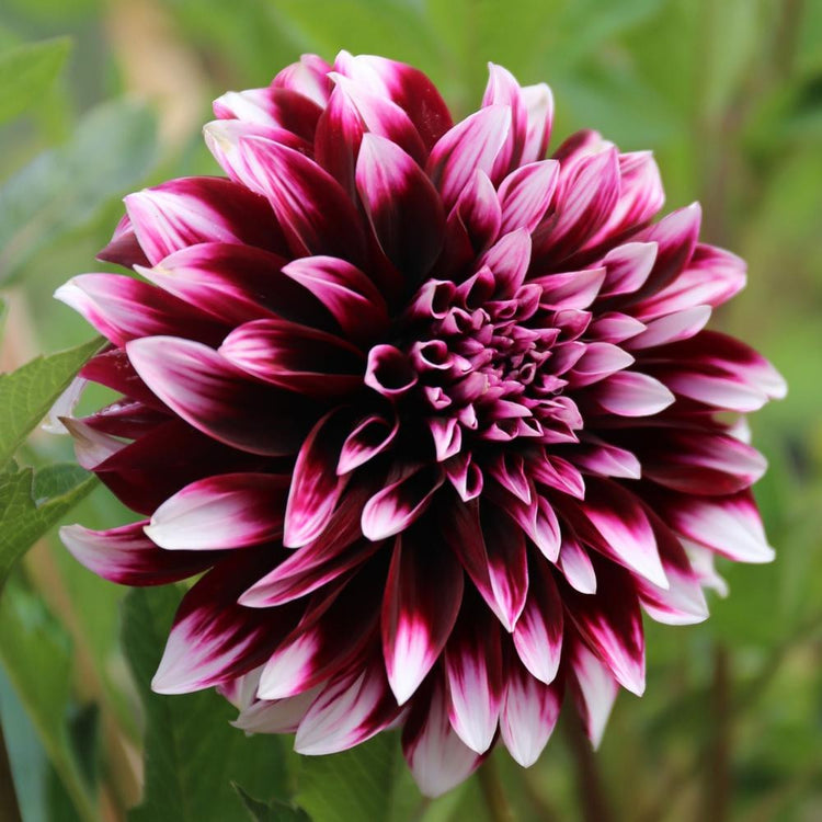 One dinnerplate dahlia Contraste, showing the flower's deep, burgundy-purple petals with white tips.
