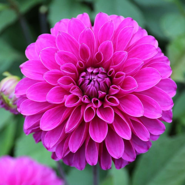 Decorative dahlia Cartouche, highlighting the rich, raspberry and grape color of a single blossom.