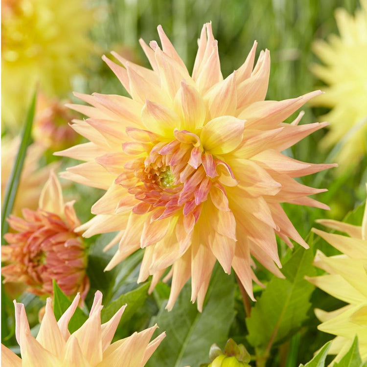 Dinnerplate dahlia Penhill Autumn Shades, featuring one large blossom with peach and pale yellow quilled petals.