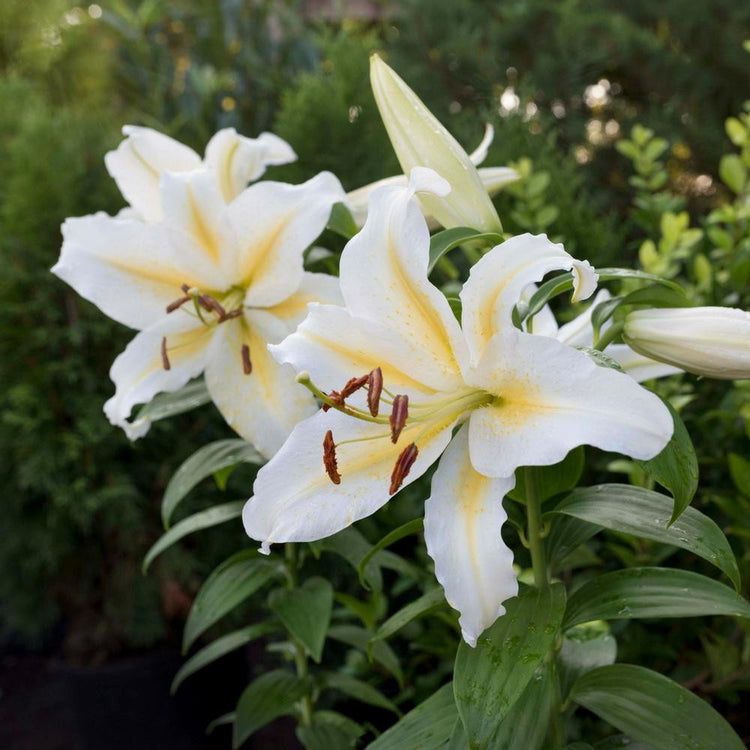 Oriental lily Bafferari blooming in a summer garden, showing the extra large, pure white flowers with yellow highlights on the petals.