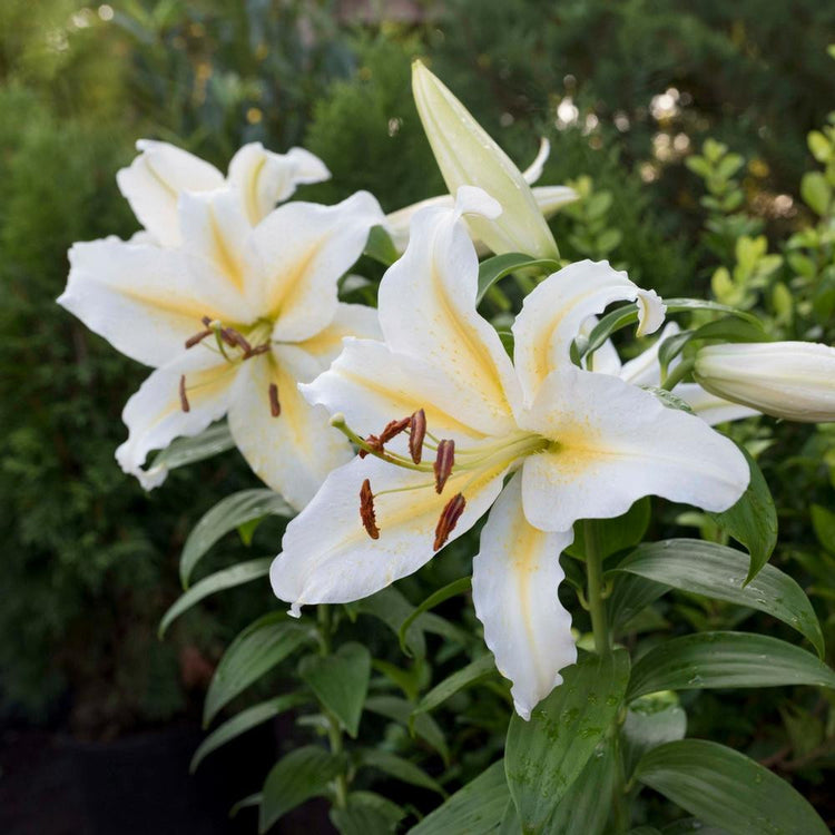 Oriental lily Bafferari blooming in a summer garden, showing the extra large, pure white flowers with yellow highlights on the petals.