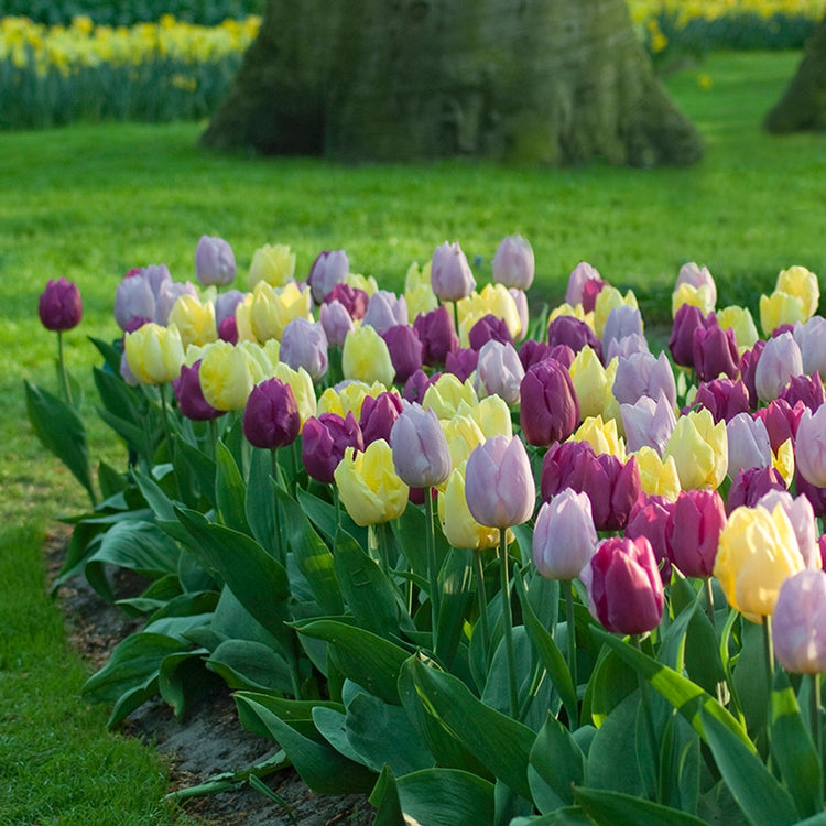 A large garden bed filled with tulips, featuring the Single Early Prince tulip mix with purple, red and yellow flowers.