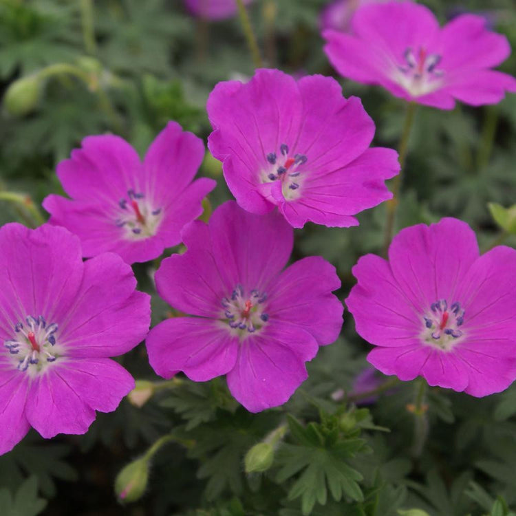 Geranium Sanguineum Max Frei